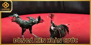don-da-lien-hoan-cuoc